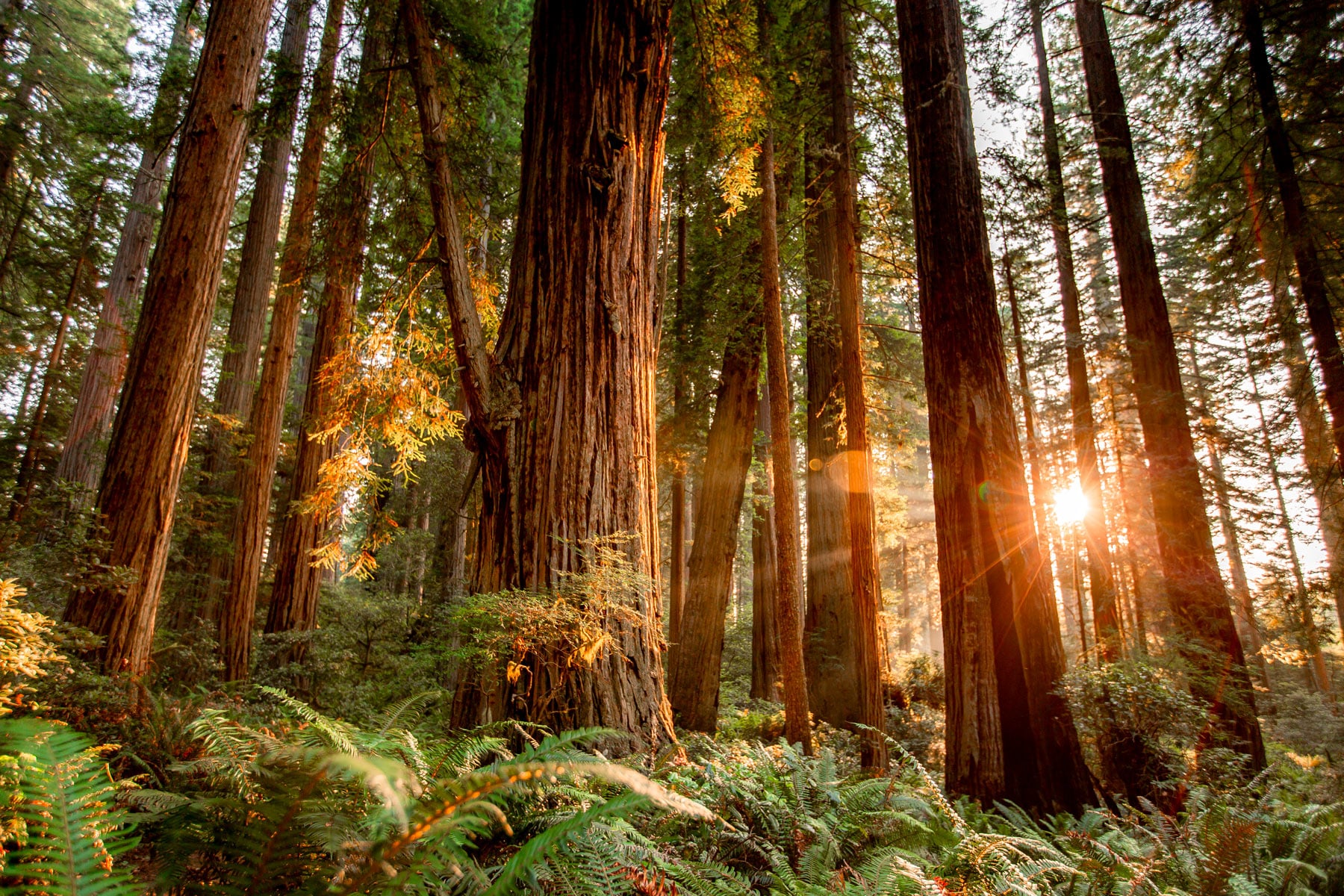 Redwood Forest